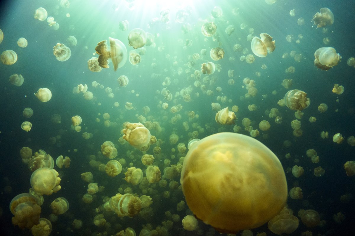 Palau's Jellyfish Lake