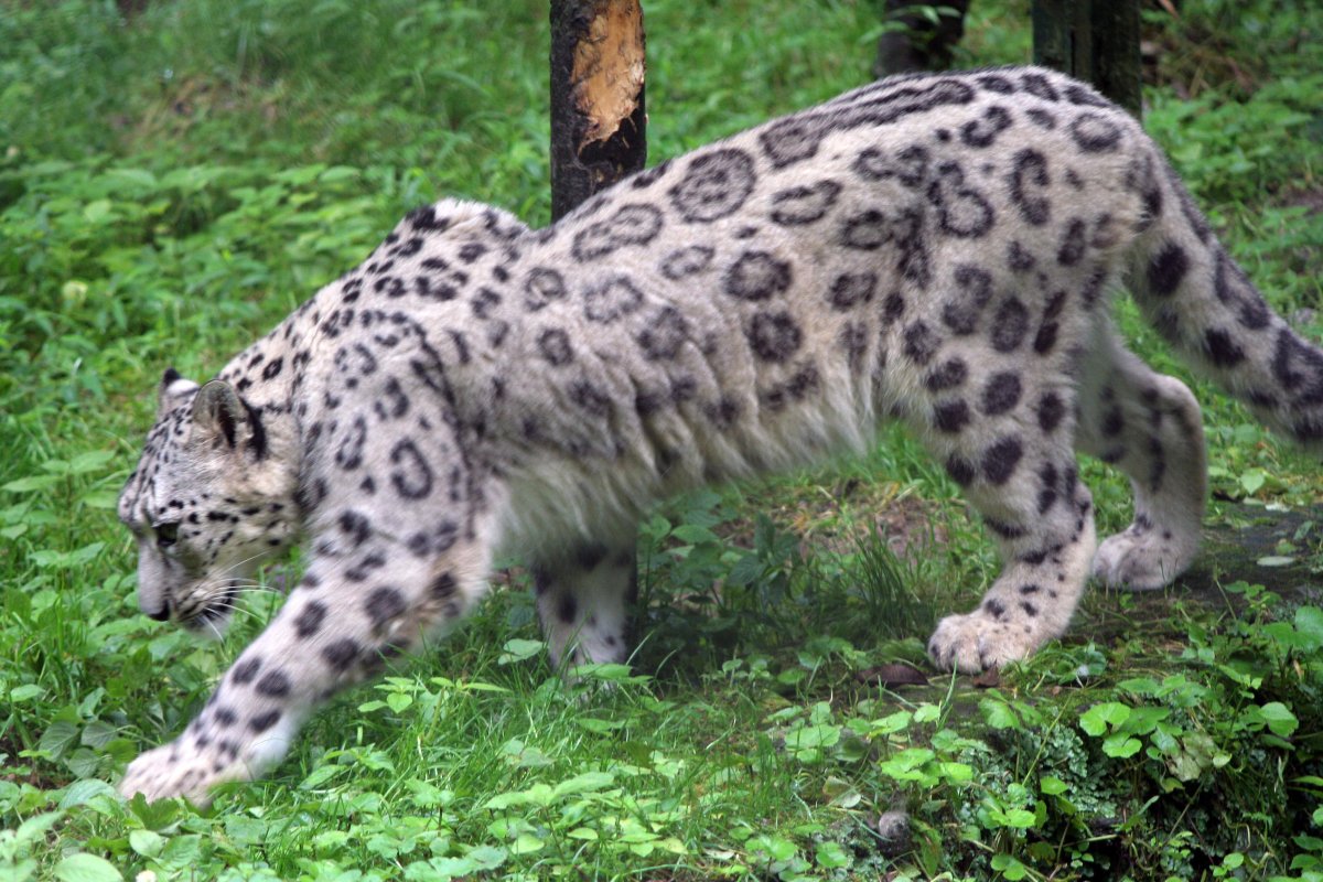 Bhutan snow leopard