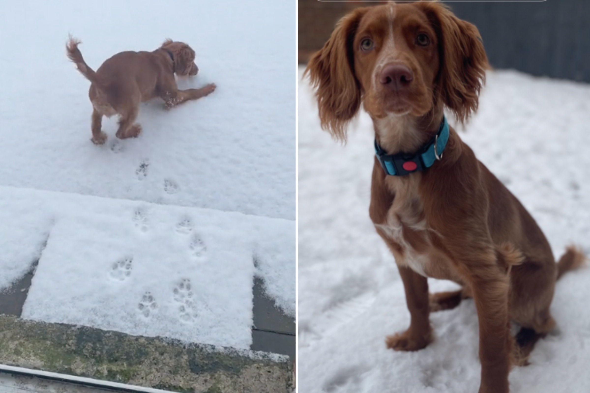 Puppy Has Most Adorable Reaction to Seeing Snow for the First Time