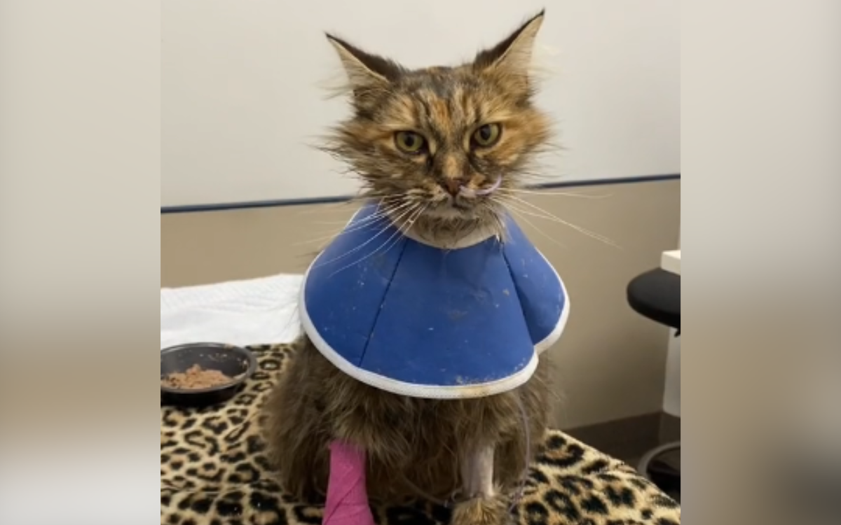 Surprise for Woman Told by Vet Cat 'Won't Survive' Two Days Out of