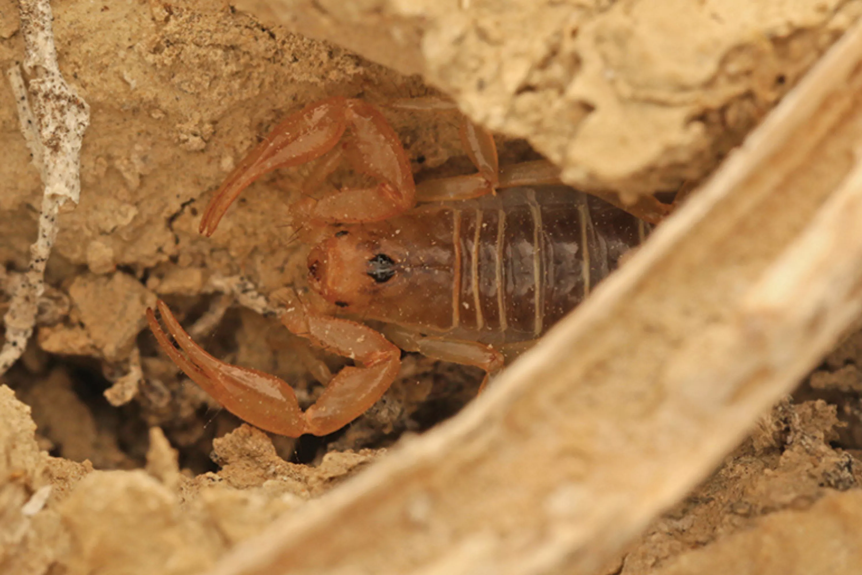 Scientists Discover New Venomous Species Lurking in the Desert - Vimarsana News