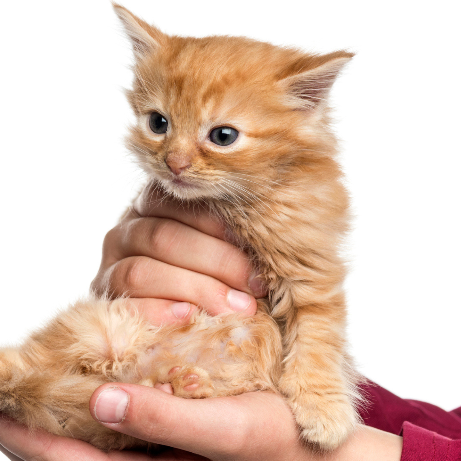 Ginger Cat s Reaction to Viral Dangle Test Has Internet in Stitches