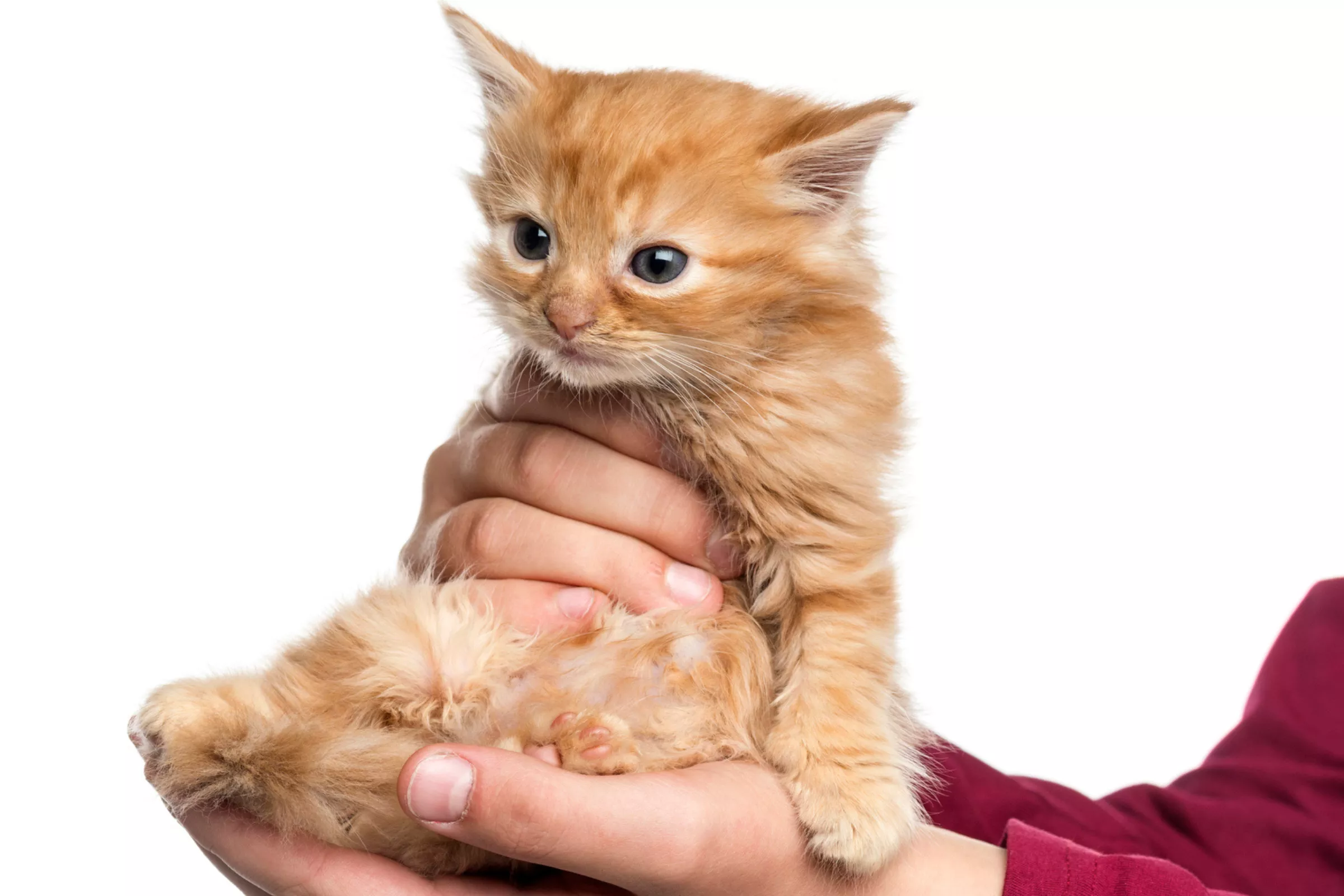 Ginger Cat's Reaction to Viral 'Dangle Test' Has Internet in Stitches - Vimarsana News