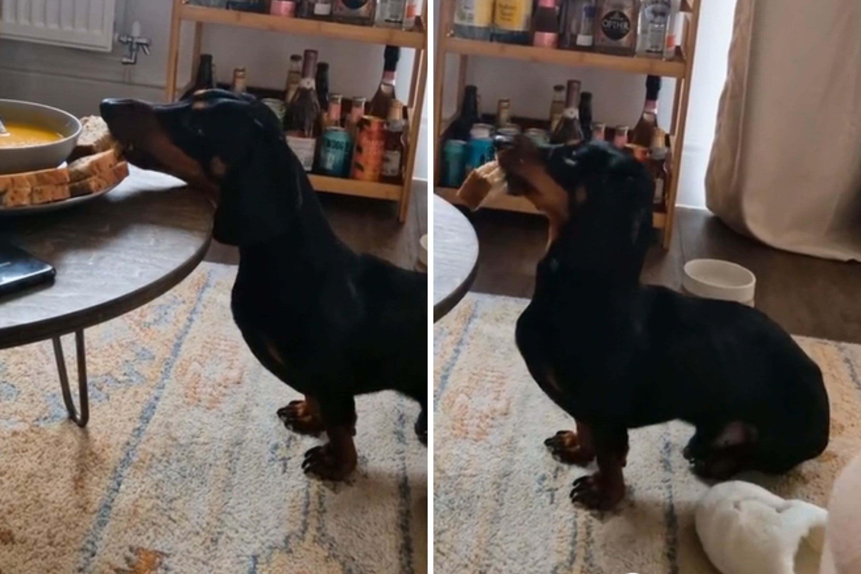 Cam Captures Dog's Reaction To Sandwich When He Thinks Owner's Not ...