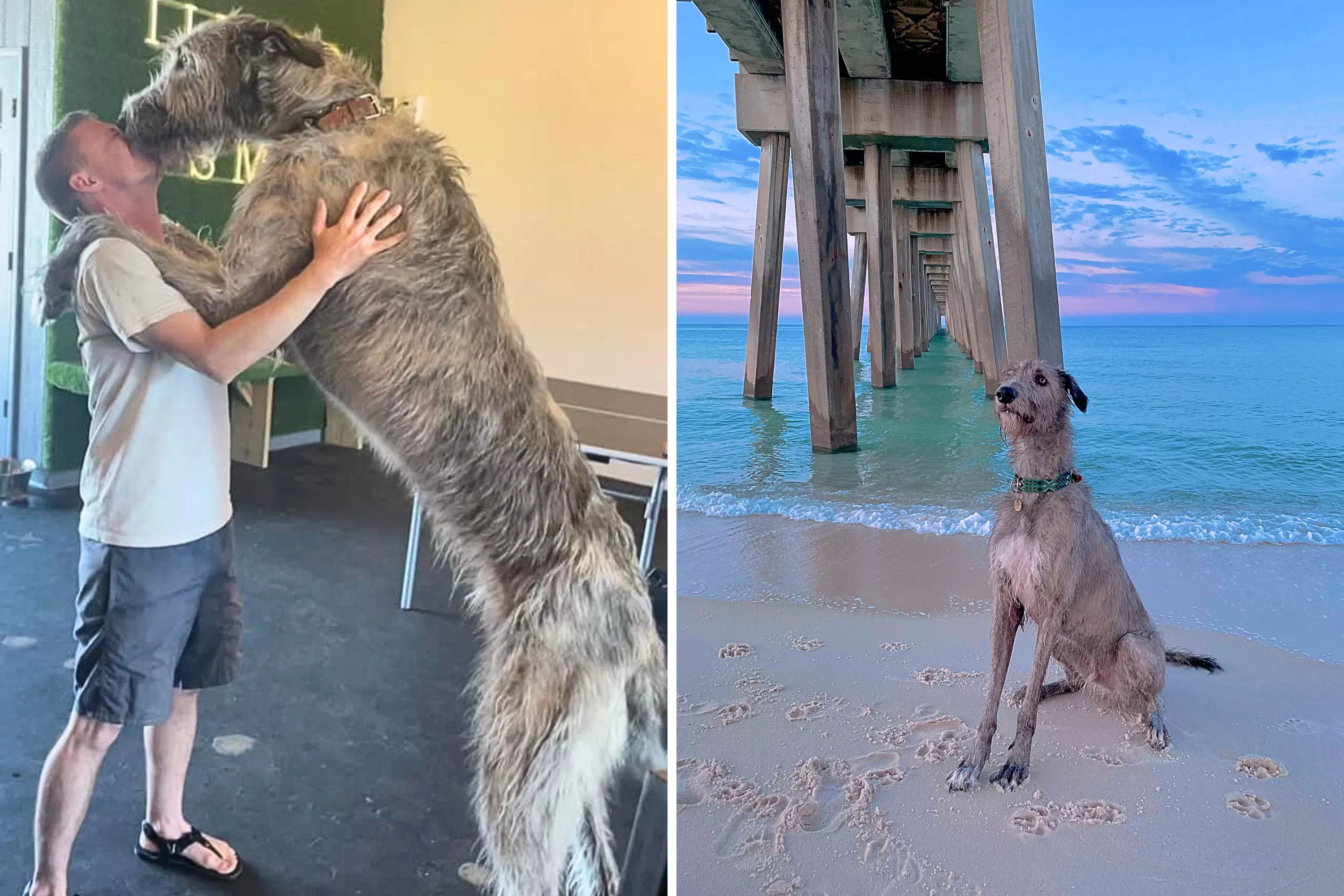 Woman's Realization After Noticing She's Not Seen Her Dog in 'a Minute' - Vimarsana News