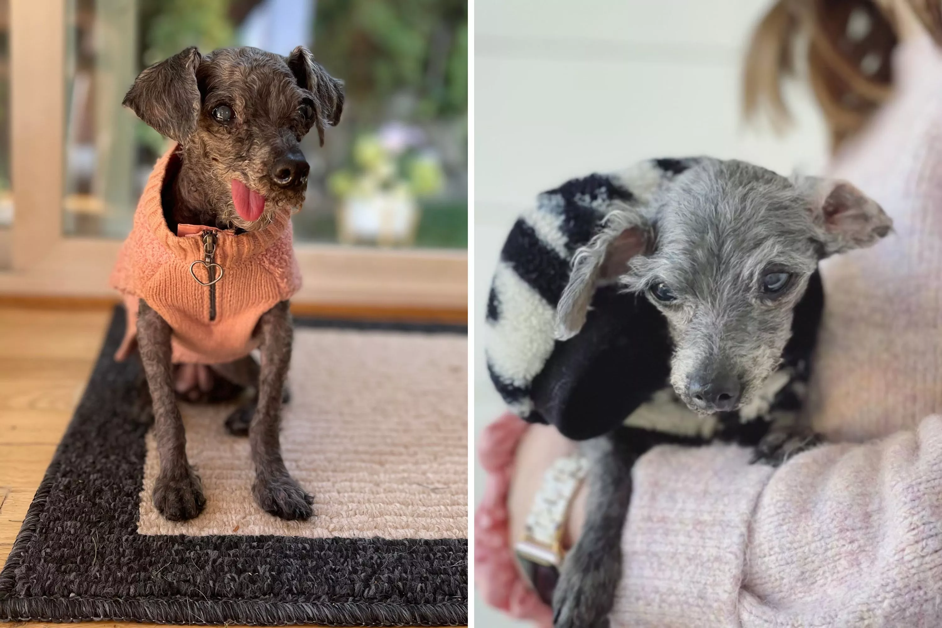 Owner's Idea of Rescuing 'Geriatric Poodle' Completely Backfires - Vimarsana News
