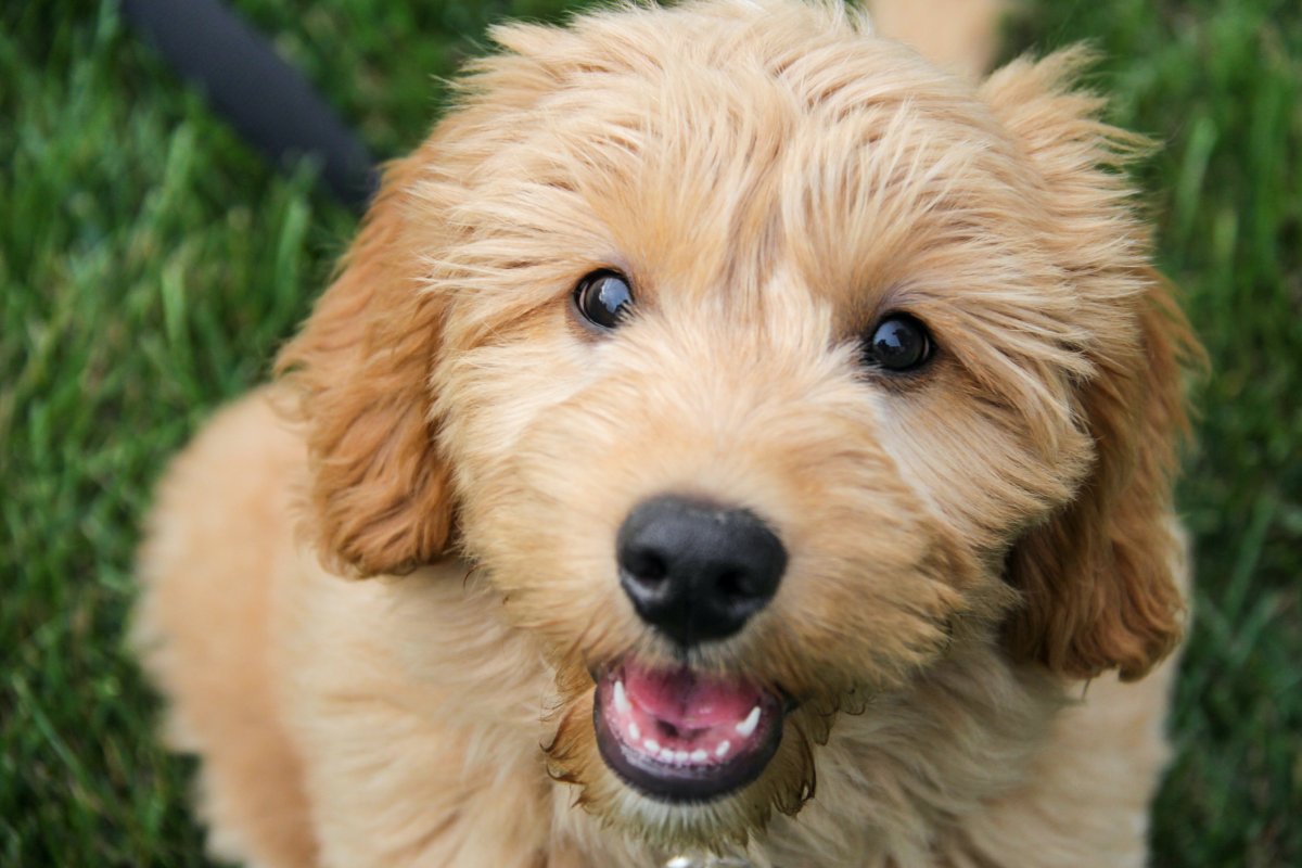 Goldendoodle standing on grass looking up