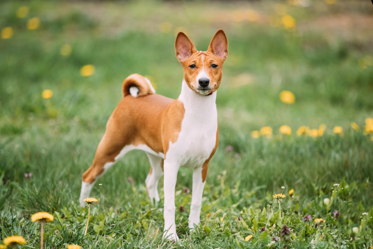 Basenji dog standing on grass