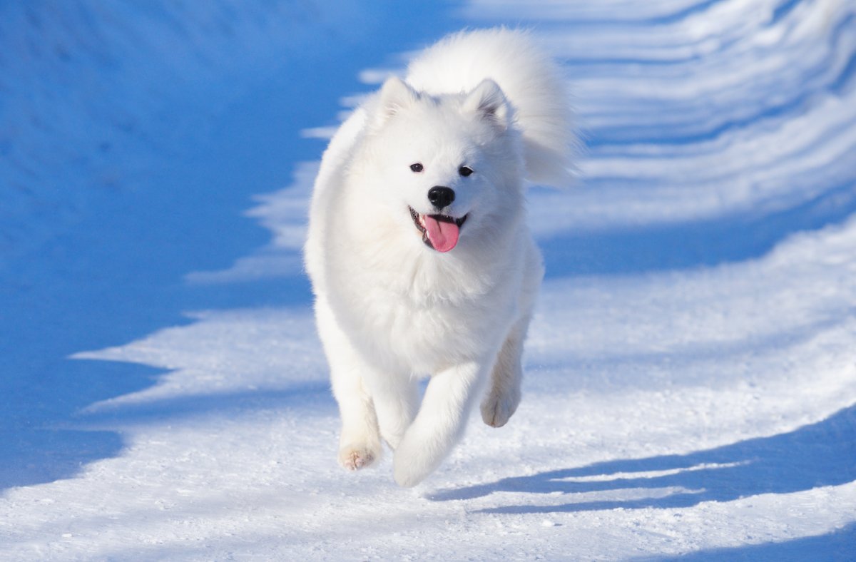 Samoyed dog running on snow