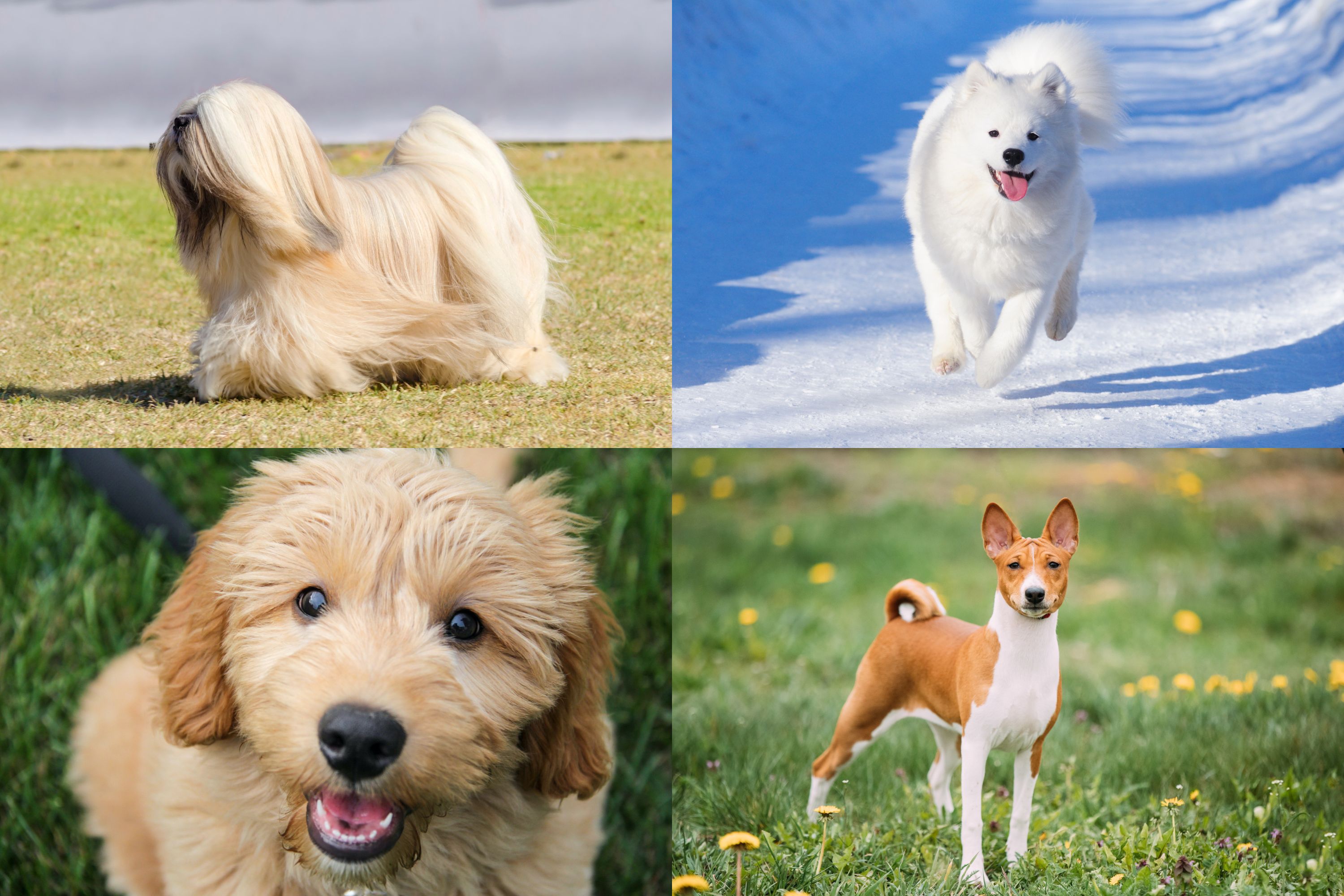 Top 29 hypoallergenic dog breeds for people with allergies