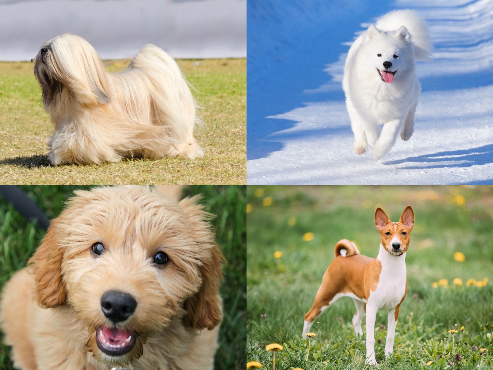 Stunning Hypoallergenic Dogs With Short Coat image