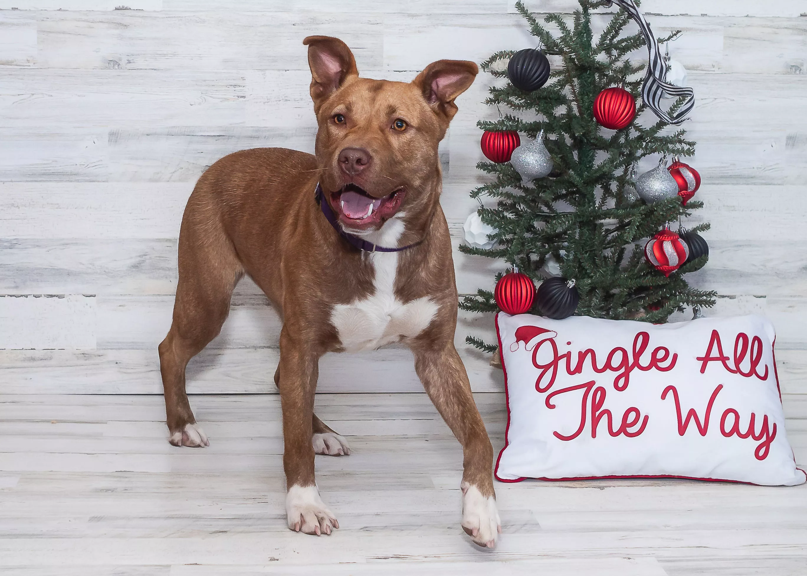 Overlooked Shelter Dog Playing With 'Imaginary Friends' Breaks Hearts - Vimarsana News