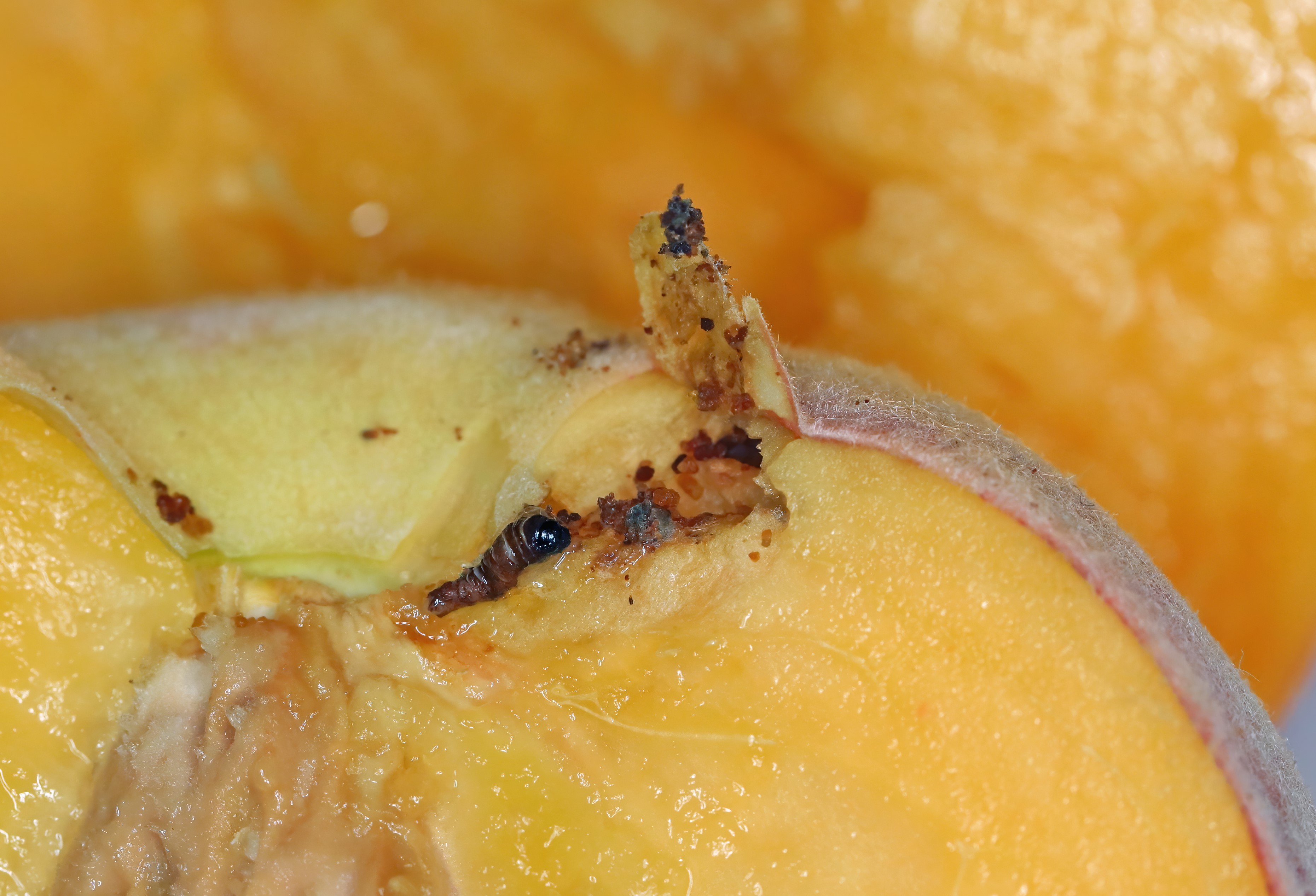 Climate Change Is Threatening These Californian Fruits and Nuts&mdash;Study