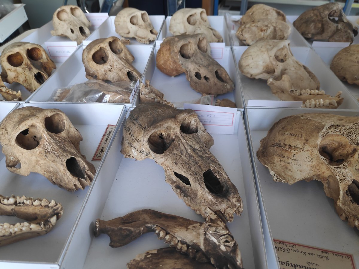 Mummified baboon skulls