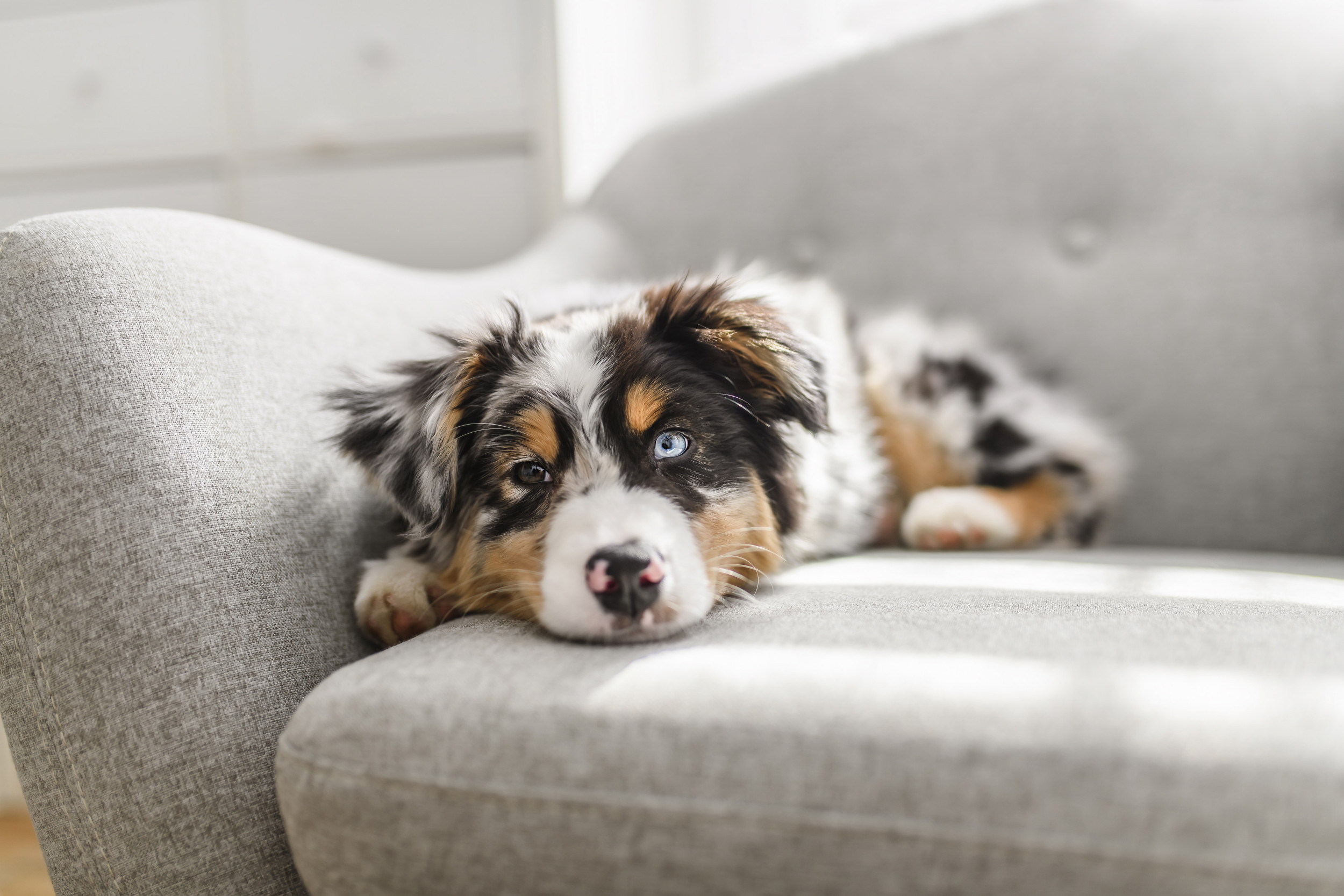 Une femme convaincue que son chien doit avoir une garderie. Son alter 