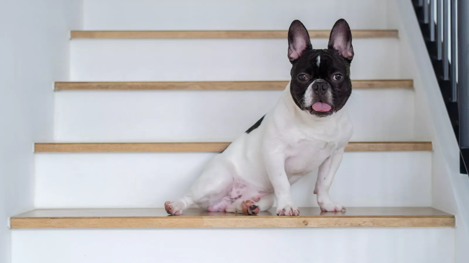 Puppy s Plan to Chase the Cat Around the House Backfires
