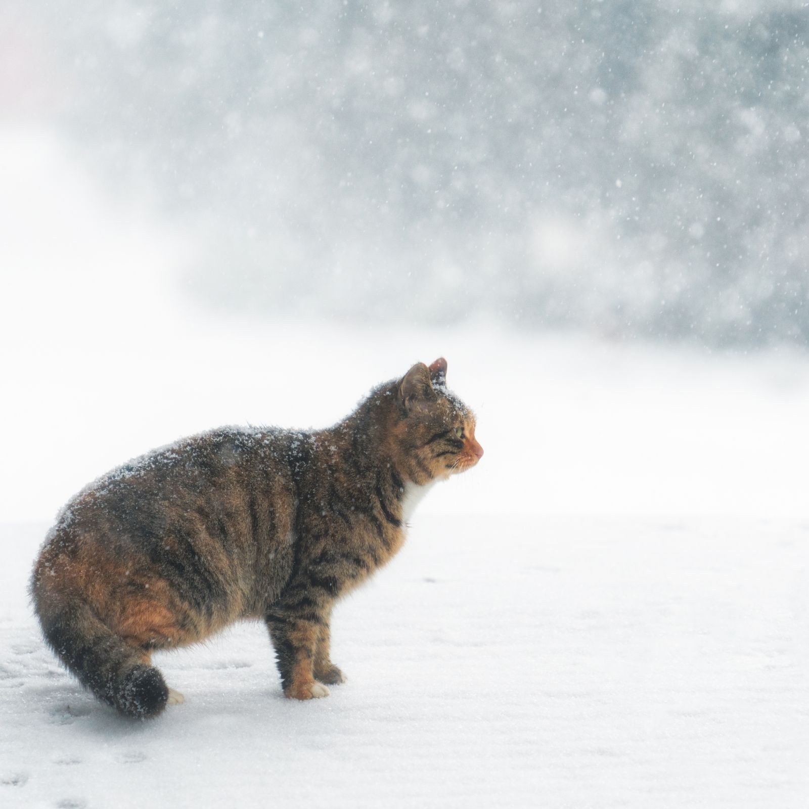 Cat Romping In Snow Standing Cat Snow