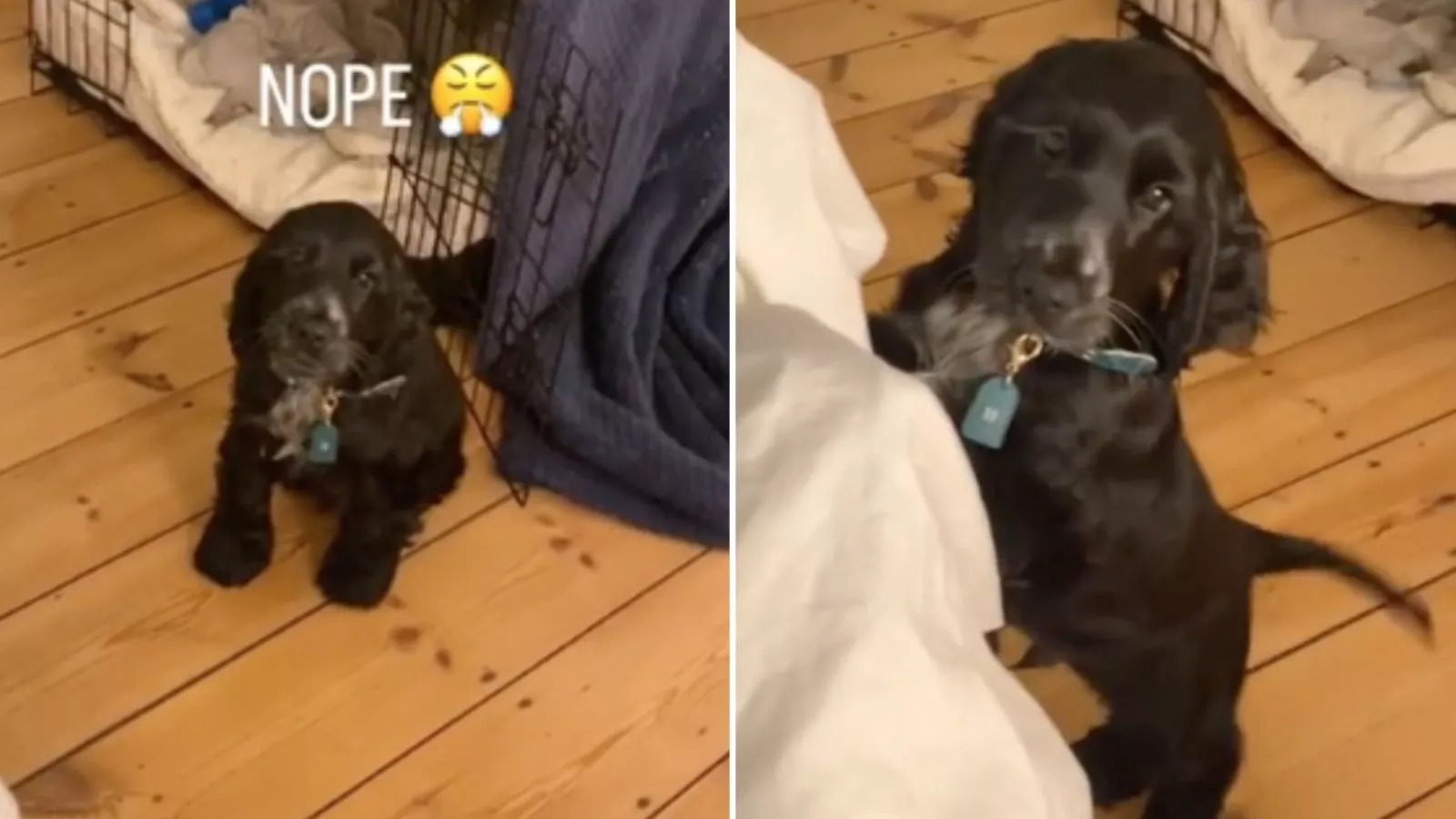 Crate training cocker spaniel puppy deals