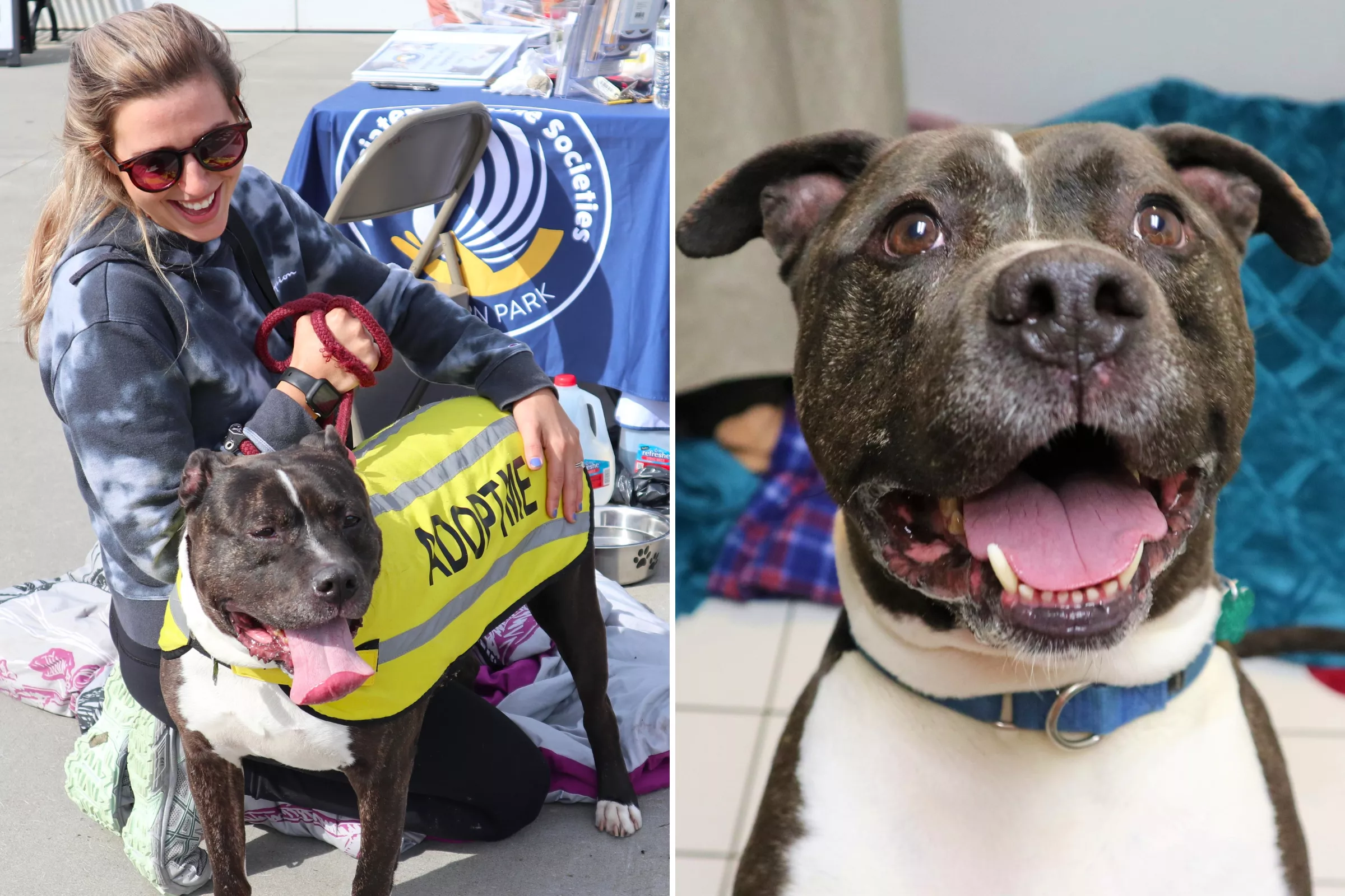 Shelter Dog's Face After Getting Adopted Just in Time for Christmas - Vimarsana News