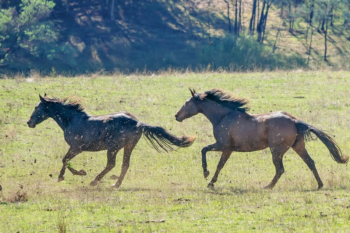 australian wild horses