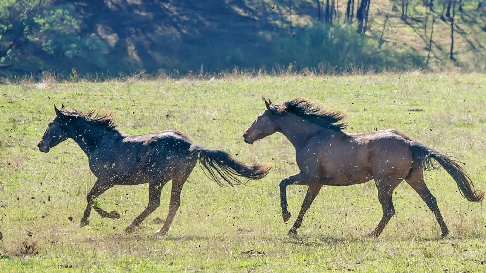 australian-wild-horses.webp?w=1600&h=900