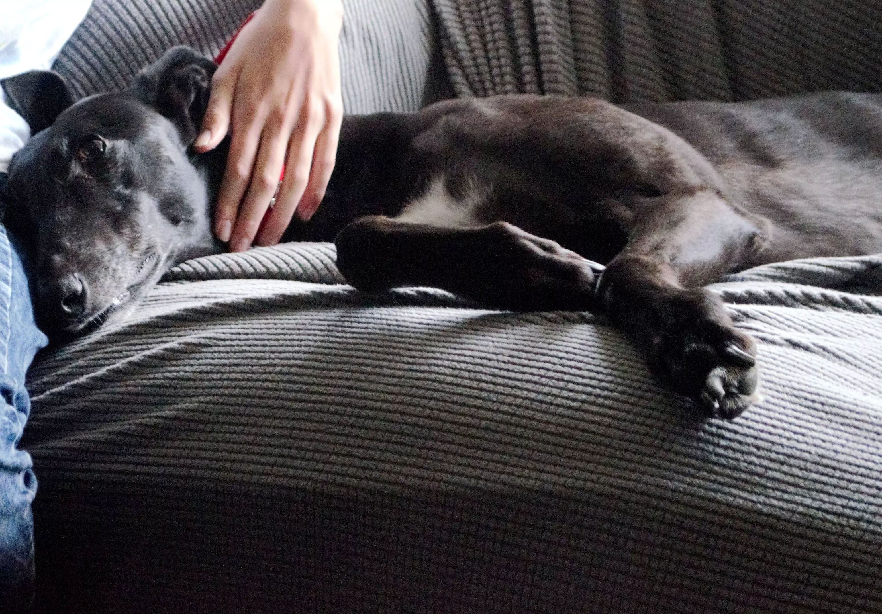 Woman Goes to Shelter To Adopt Small Dog, Comes Out With 'Gentle Giant' - Vimarsana News