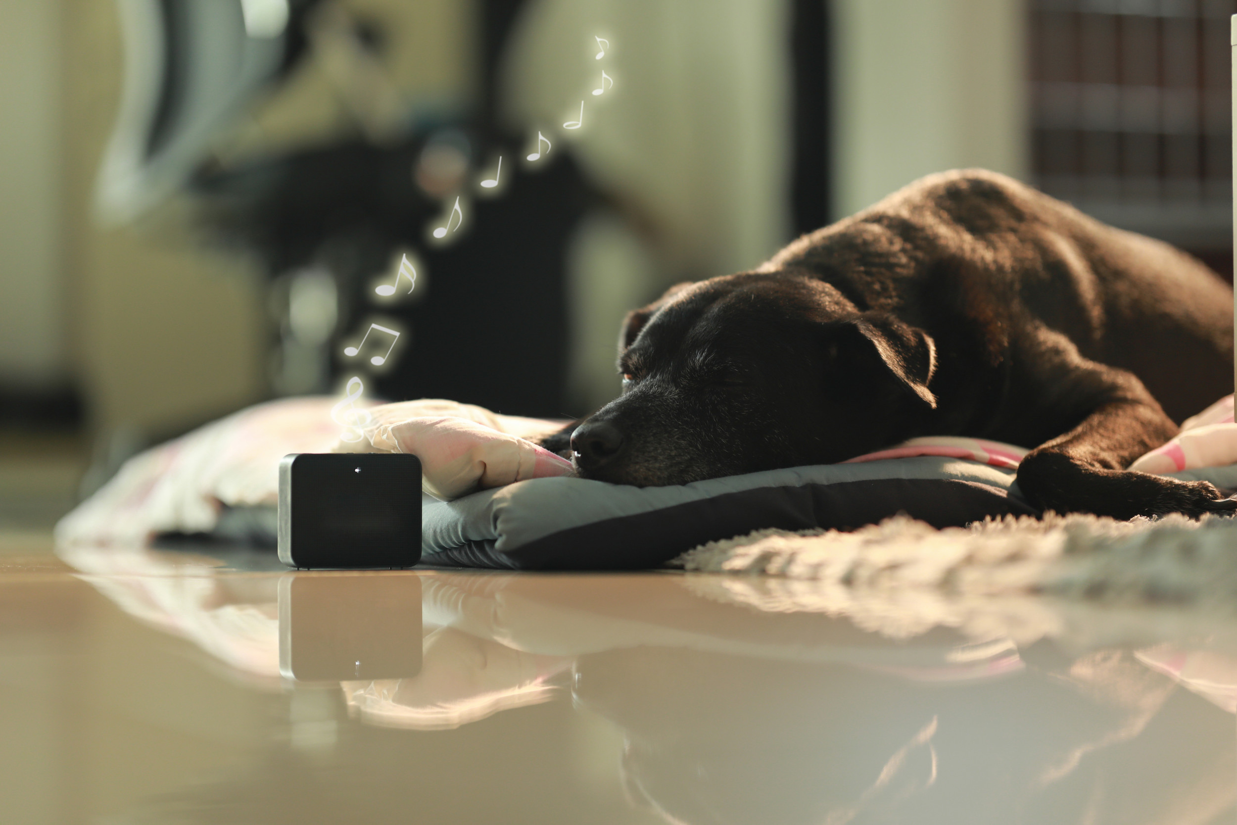 Dog ‘Bamboozled’ at Owner Talking Through Speaker Delights Internet