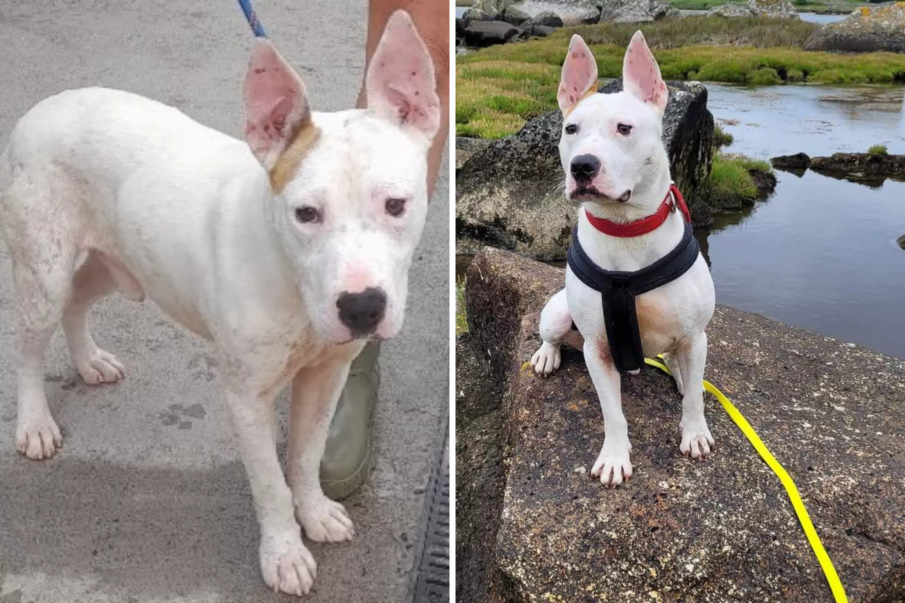 Tragedy As Puppy 'Nobody Wants' Still Waiting in Shelter After 443 Days - Vimarsana News