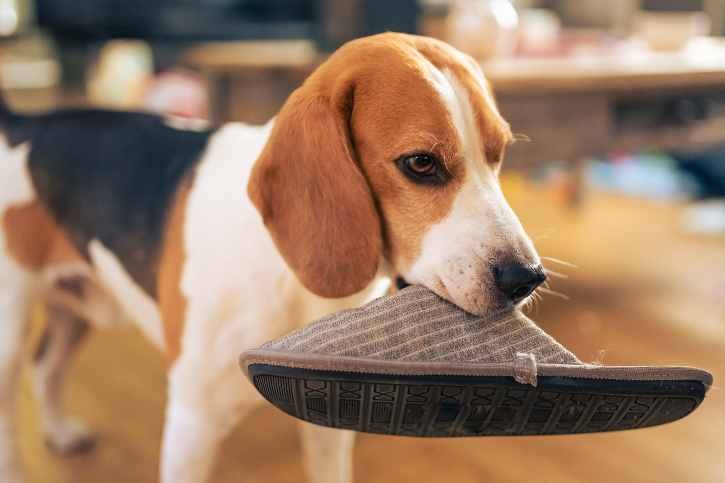 Щенок купается. Советы для владельцев собак. Как научить собаку ходить в туалет на улицу. Как научить щенка ходить в туалет на улицу. Котята ходят в лоток.