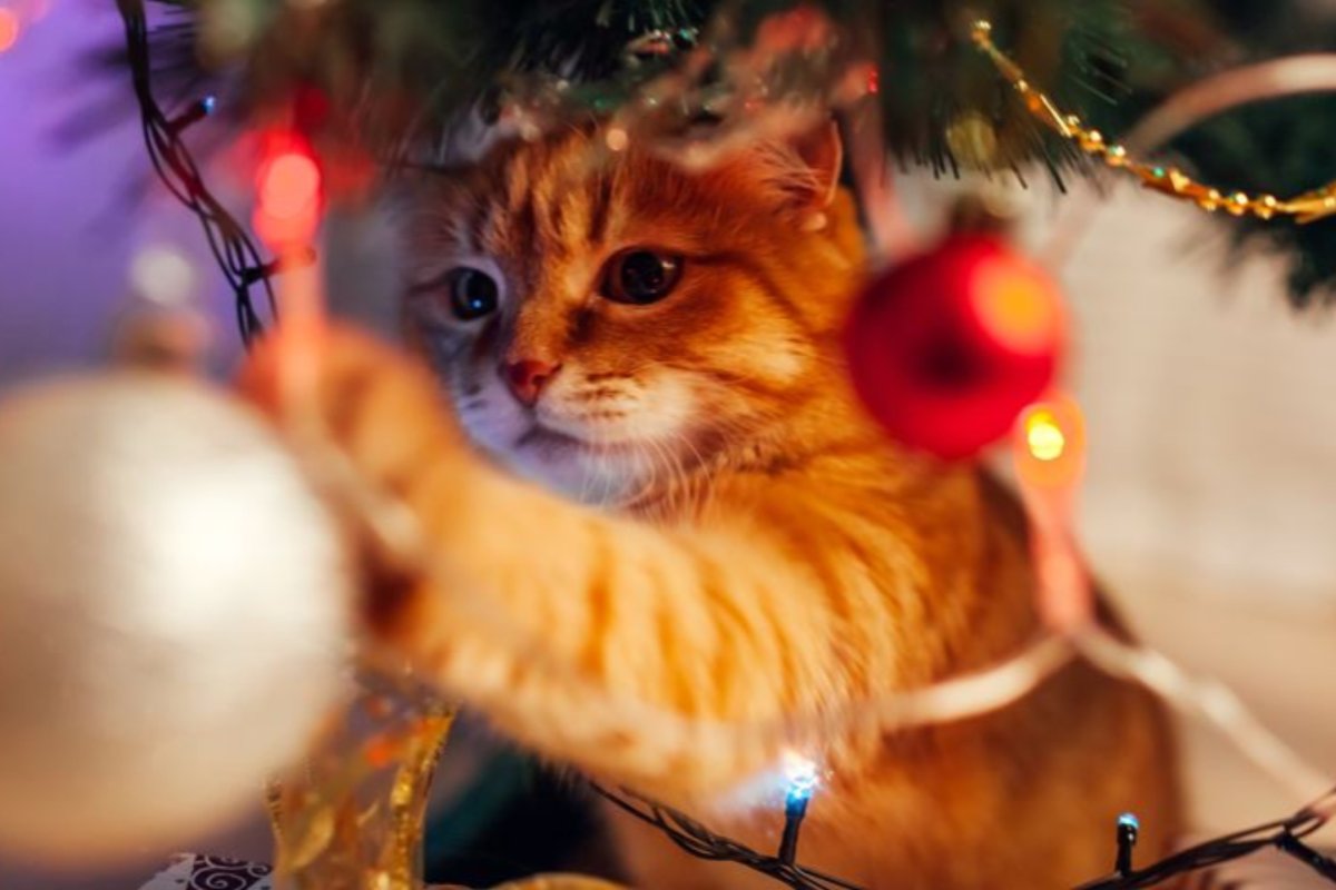 a cat in a Christmas tree
