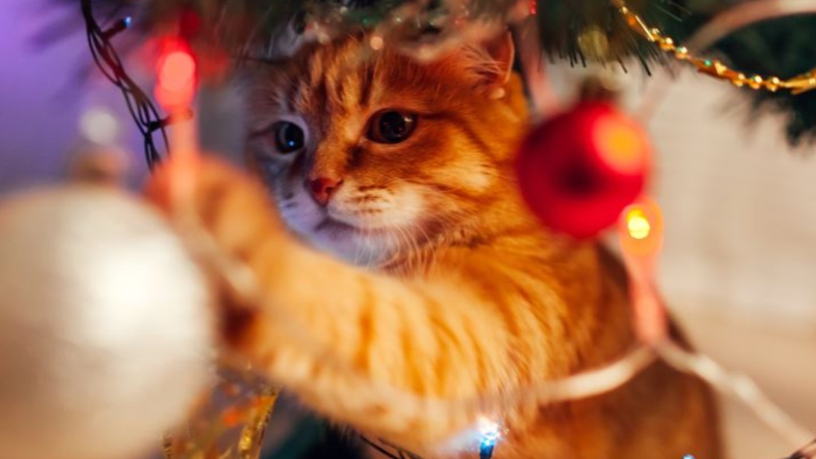 Cat Caught Moving Christmas Decorations While Owner Sleeps Delights Viewers