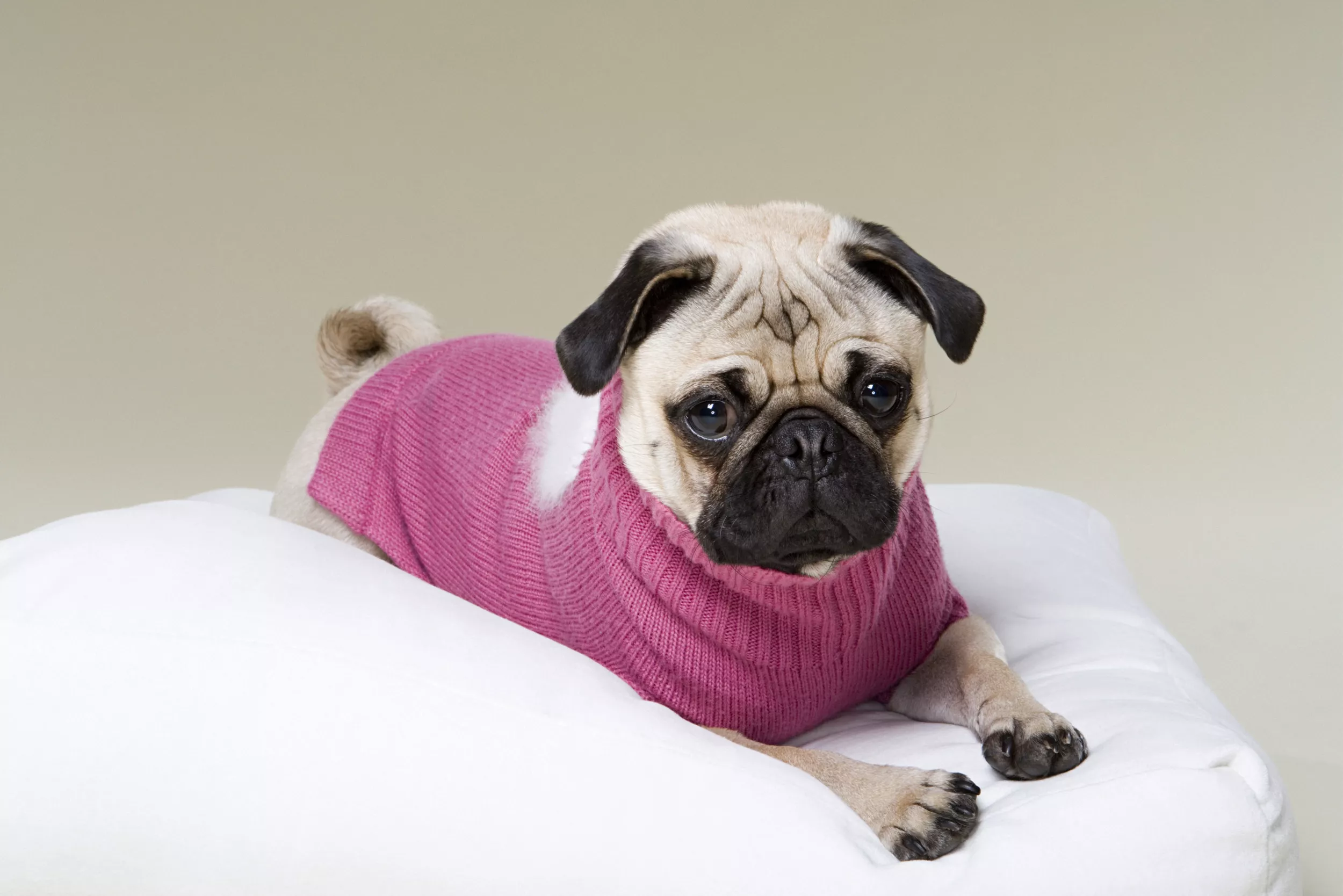 Pug's Unamused Reaction to New Turtleneck Sweater Has Internet in Stitches - Vimarsana News