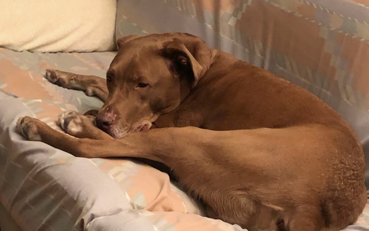 Enzo the 7-year-old rescue dog.