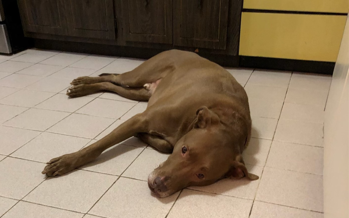 Enzo was surrendered by his previous owner.