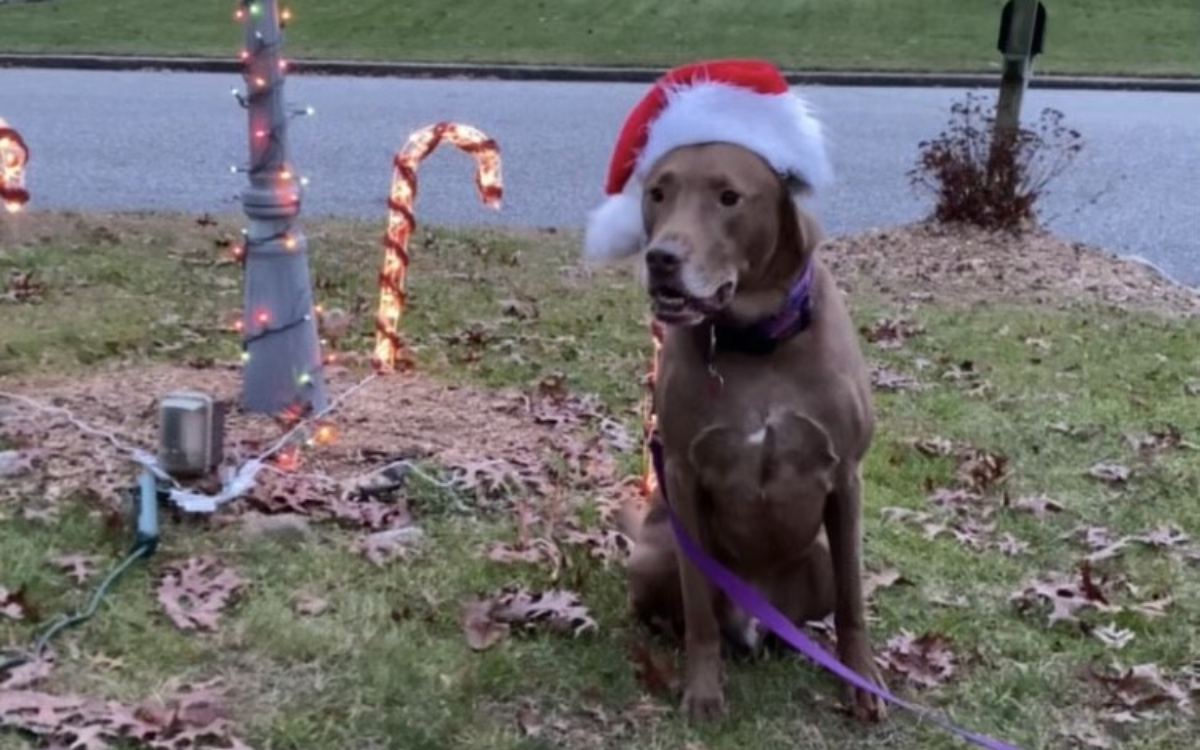 Enzo will spend Christmas at the shelter.