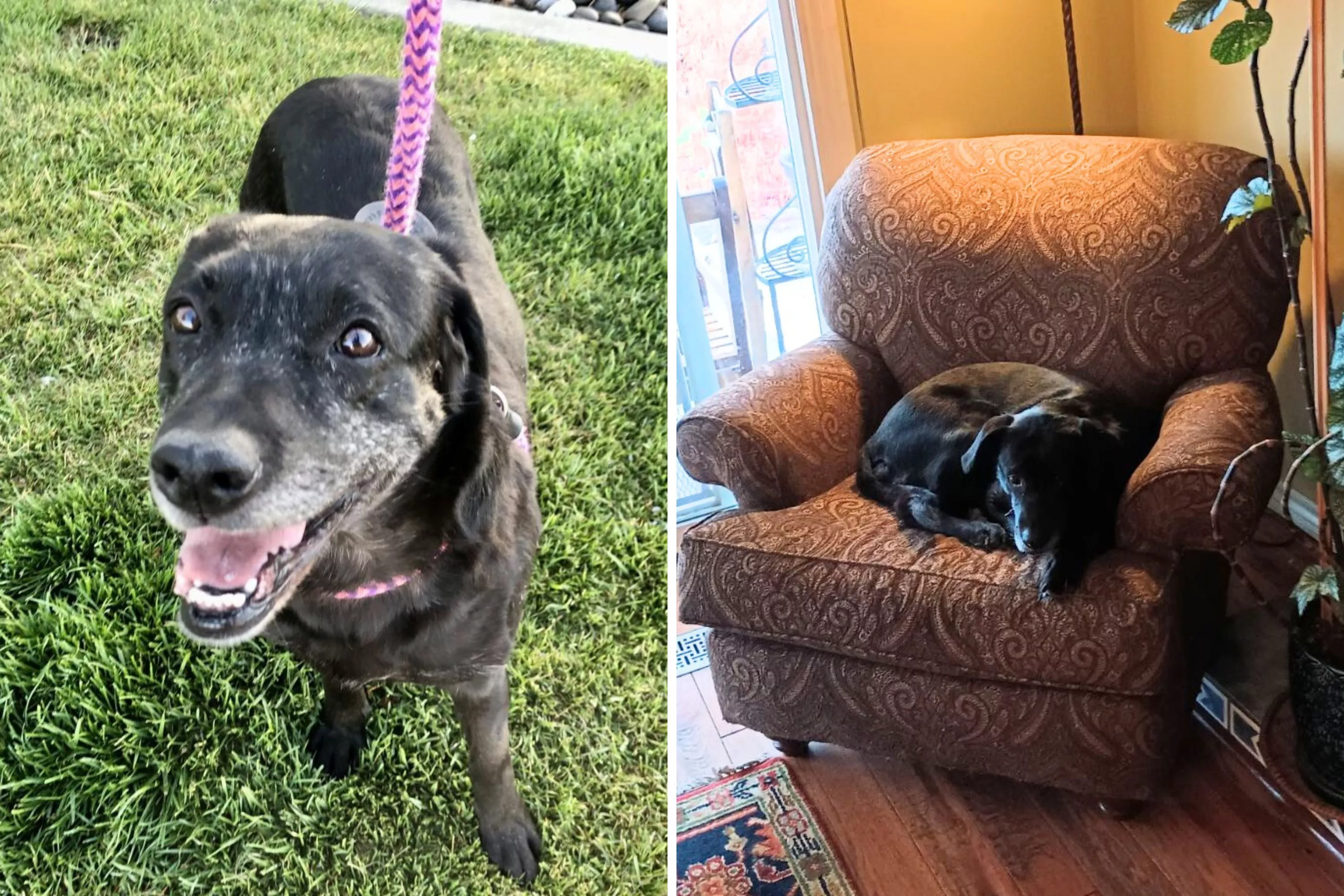 'Trash Picker' Shelter Dog Returned Twice Finally Finds Love After 100 Days - Vimarsana News