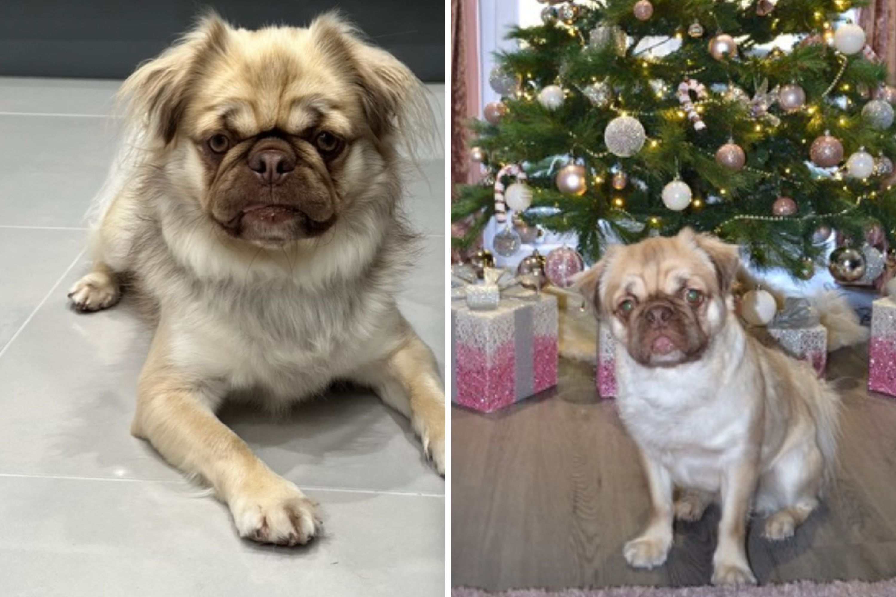 Shelter Dog Promptly Updates Santa With New Address After Being Adopted