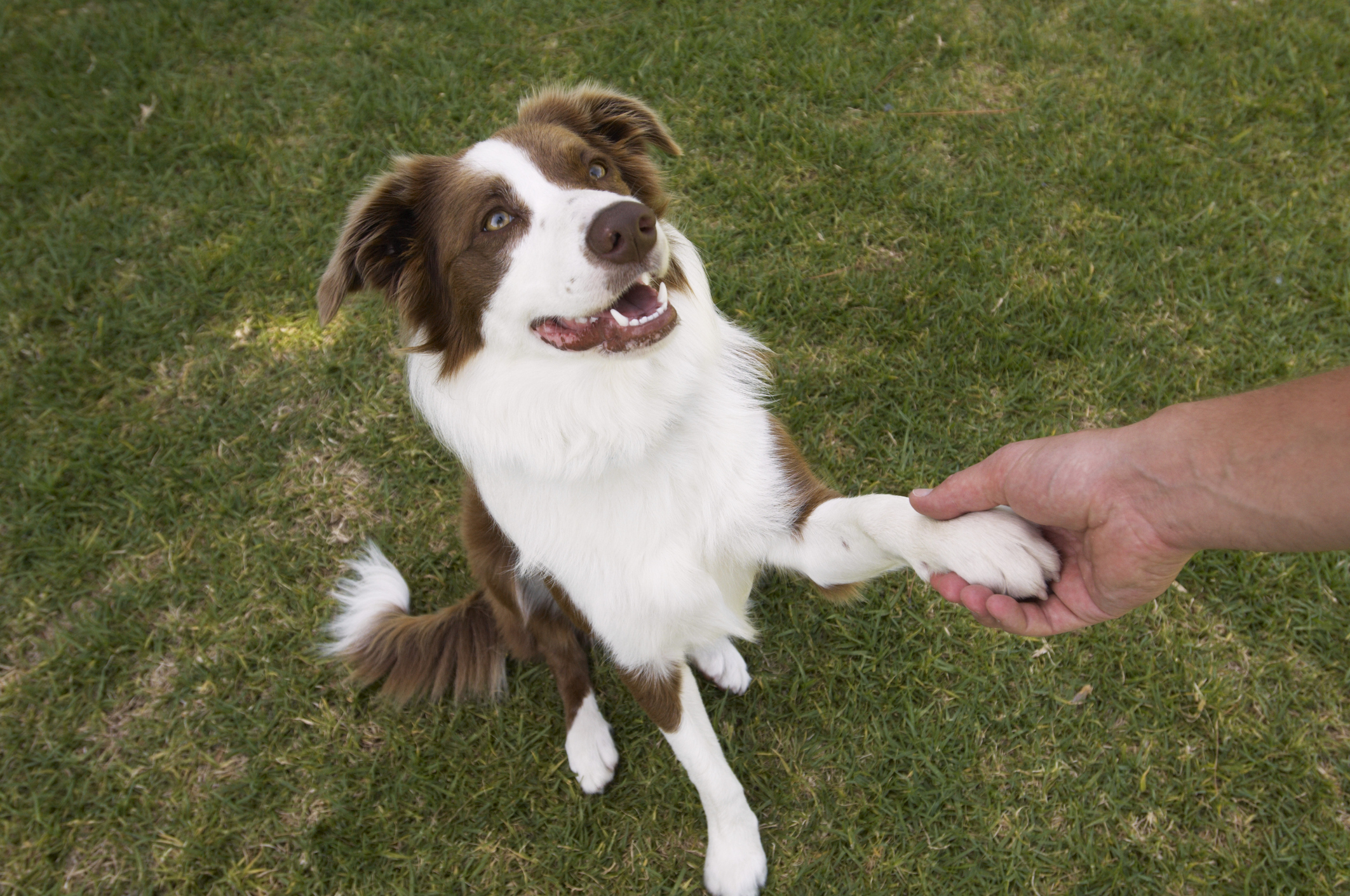 Do border collies sales have webbed feet