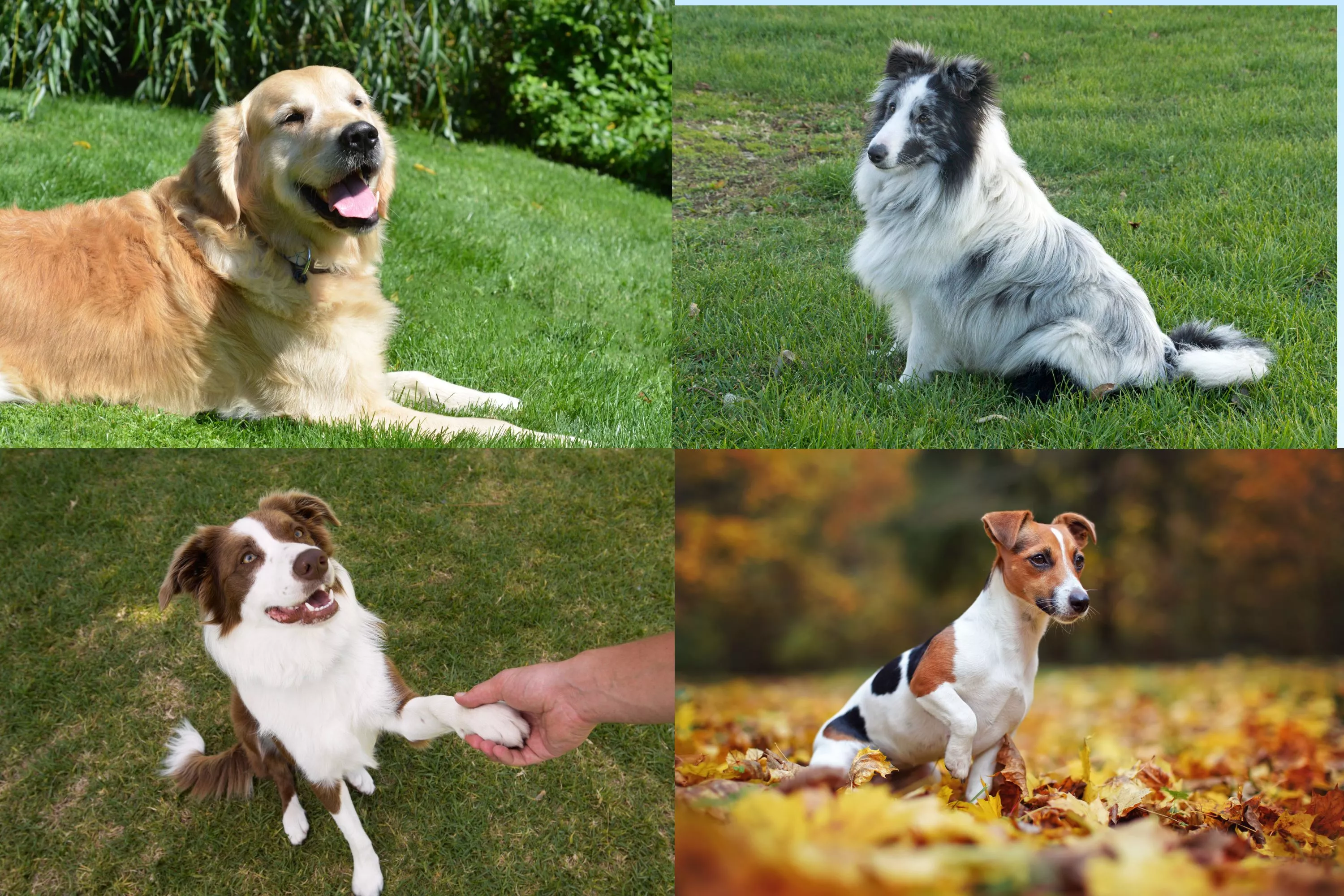 Family Dog Breed Info