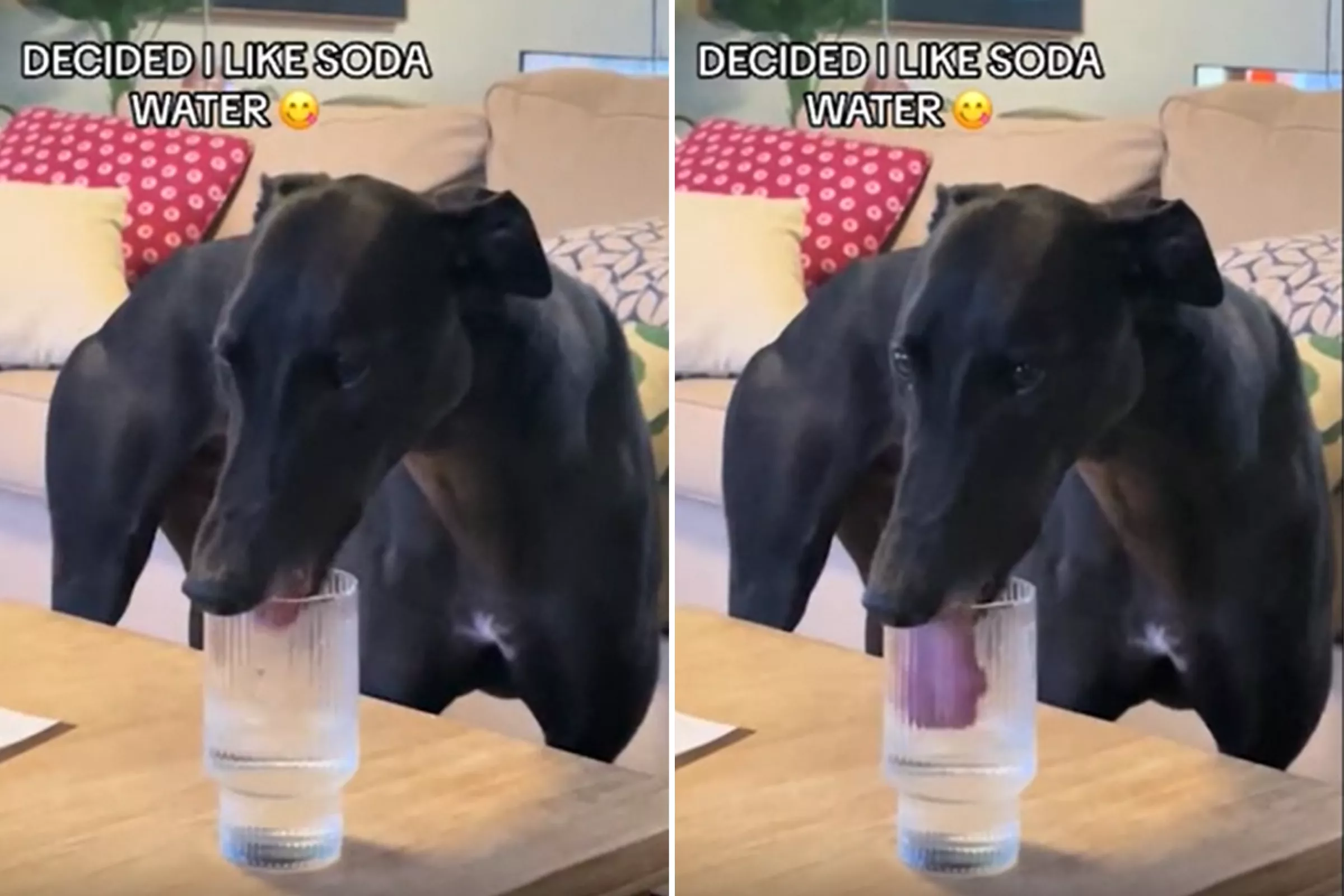 Rescue Greyhound Develops Unexpected Craving to Owner's Confusion: 'Spicy' - Vimarsana News