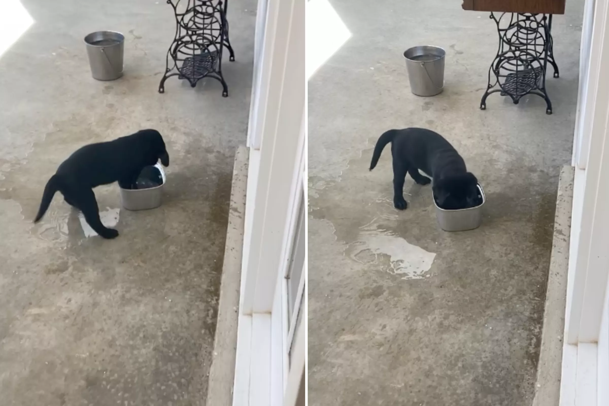 Puppy Hilariously Defeating 'No Spill Bowl' Wins Pet of the Week - Vimarsana News