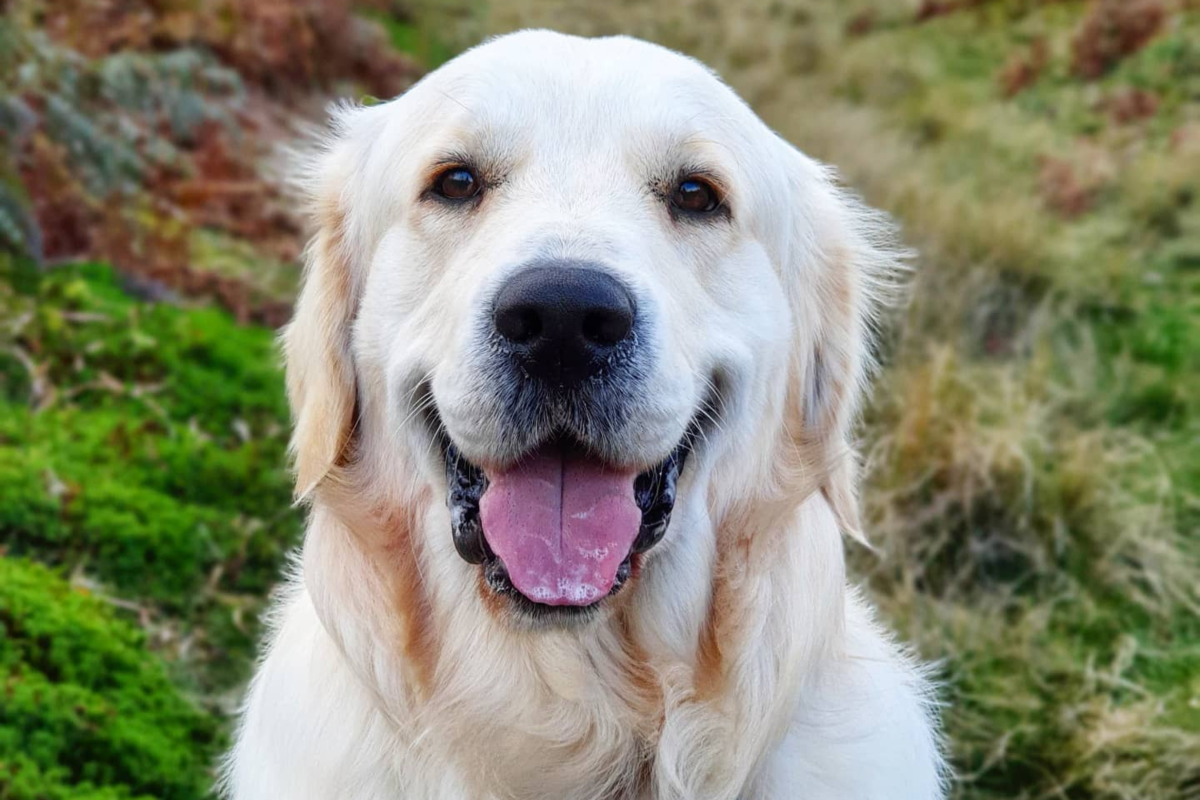 This Golden Retriever Has 'No Self-Control' When He Sees Lambs - Newsweek