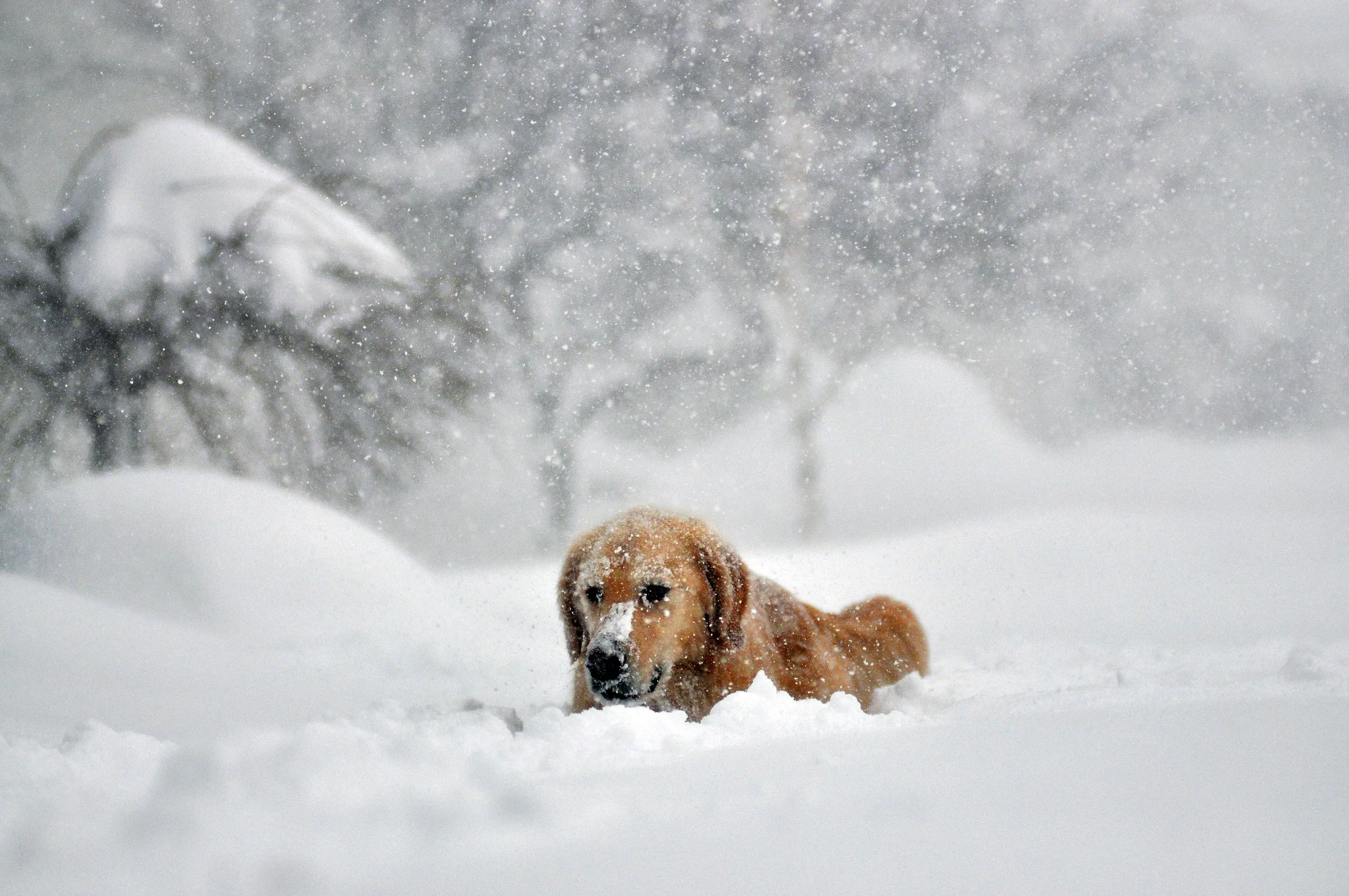 Winter Weather Warning for 4 States Amid Heavy Snow, Whiteout Conditions - Vimarsana News