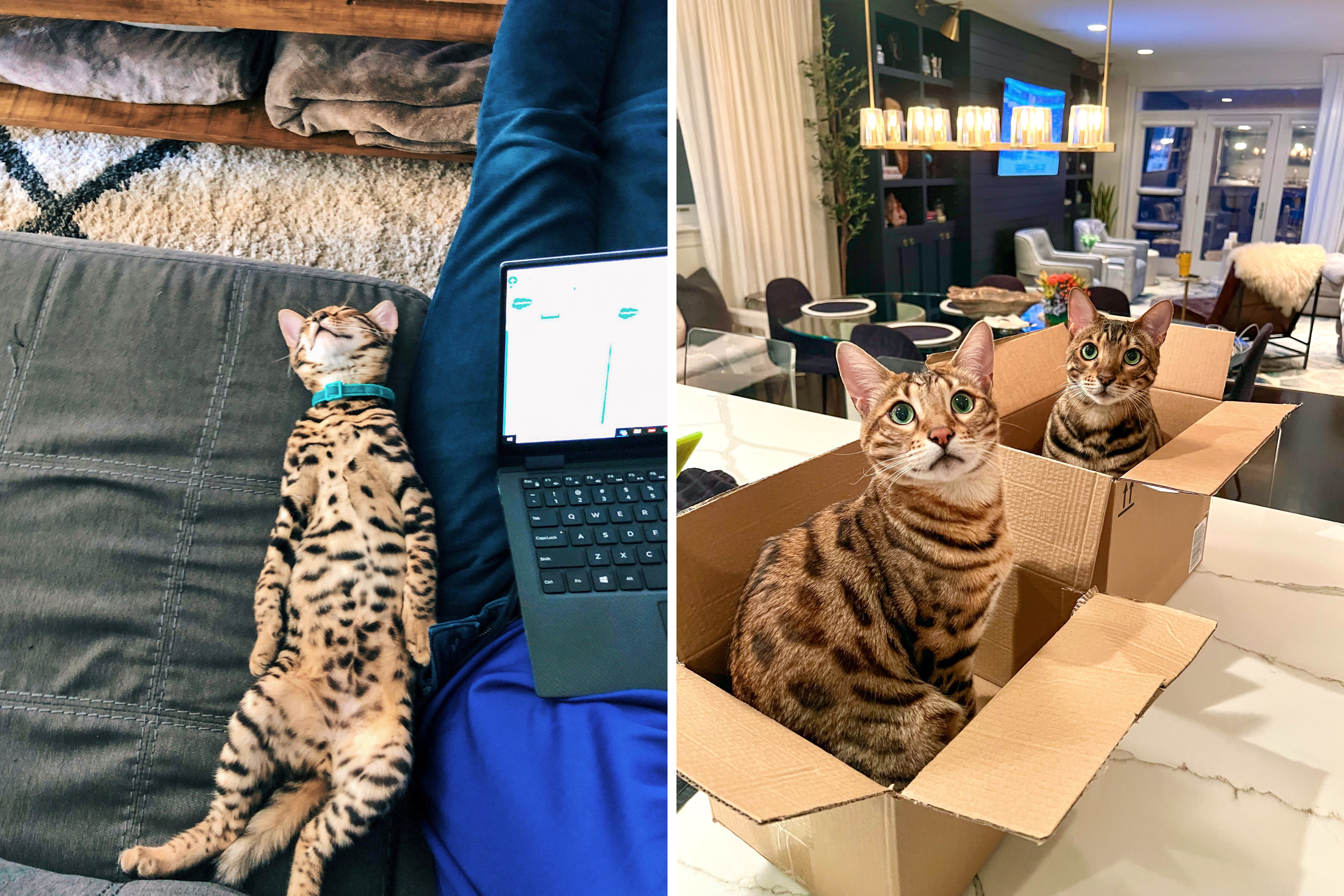 Way Bengal Cat Sleeps After Waking Up Owner at 4am Has Internet in Stitches