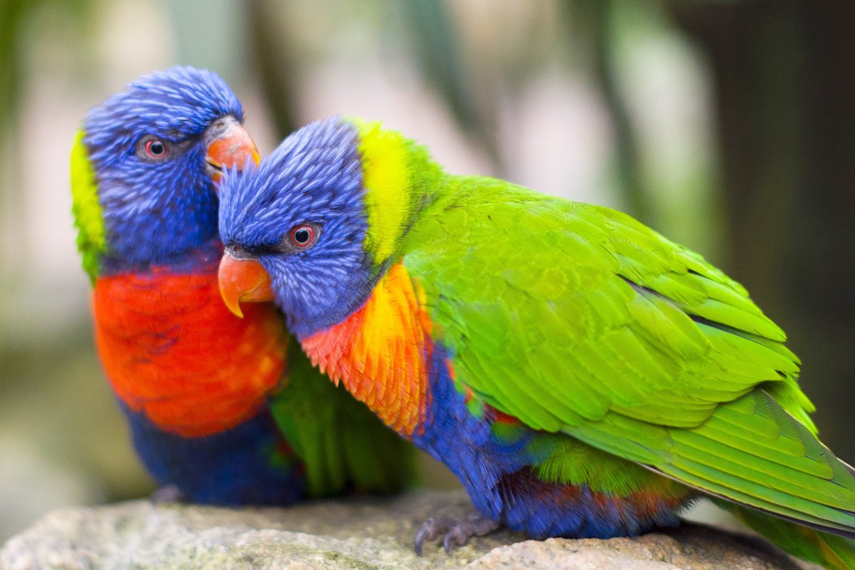 A pair of rainbow lorikeet parrots