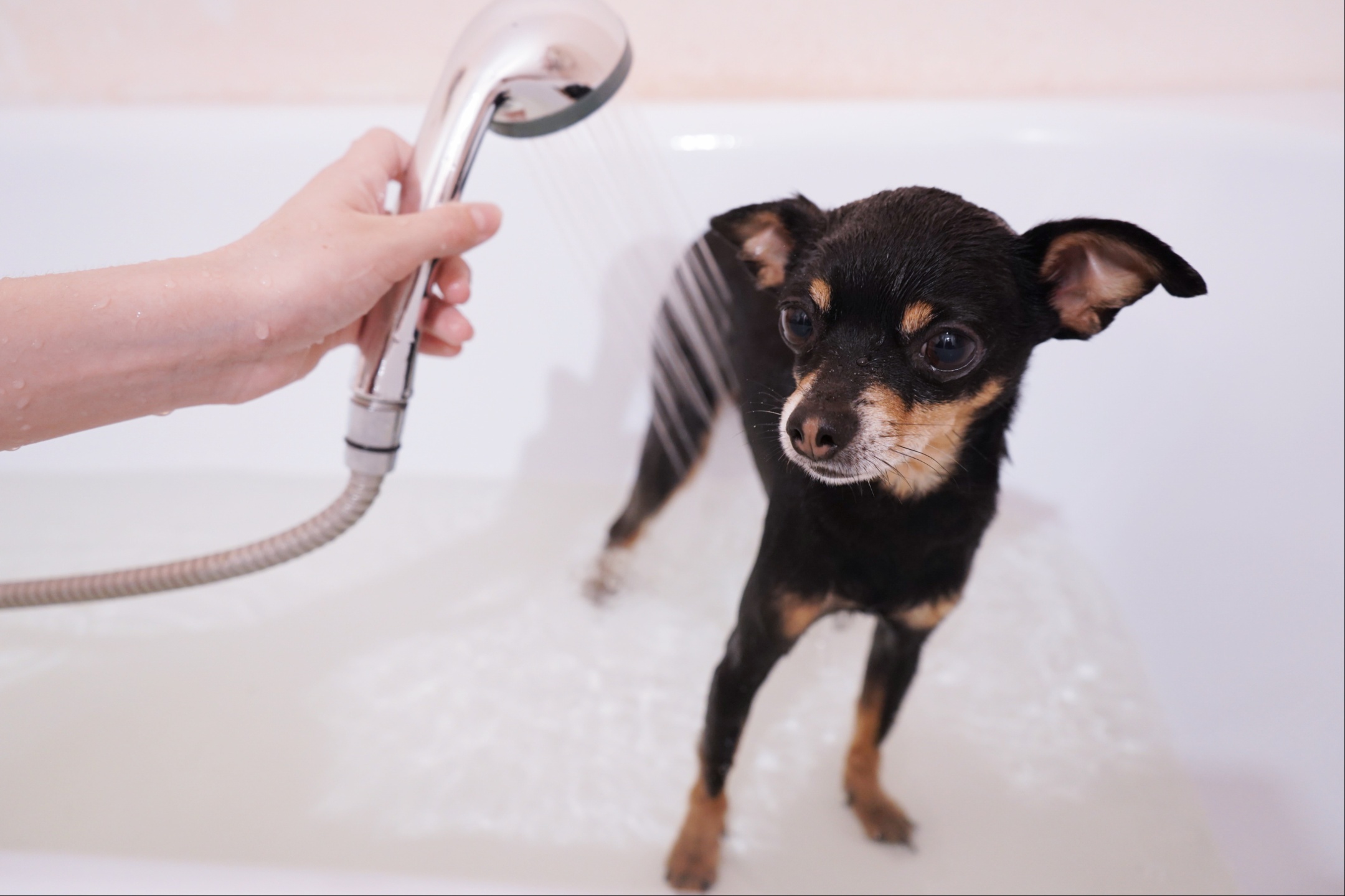 https://d.newsweek.com/en/full/2321381/dog-standing-bathtub-being-cleaned.jpg