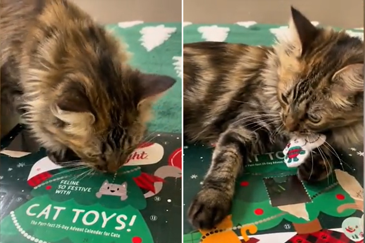 Cat opening cat advent calendar