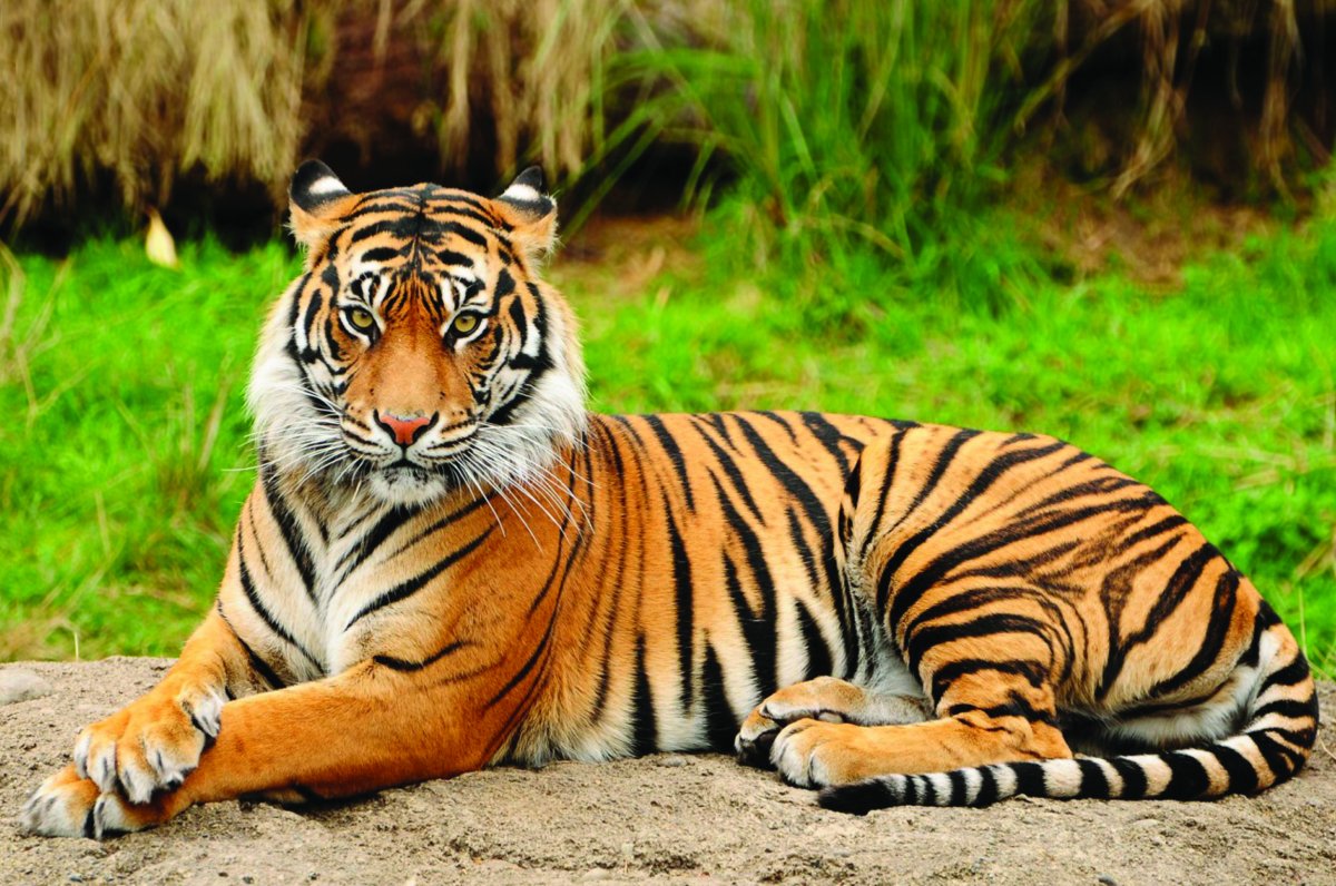 Tiger stock photo