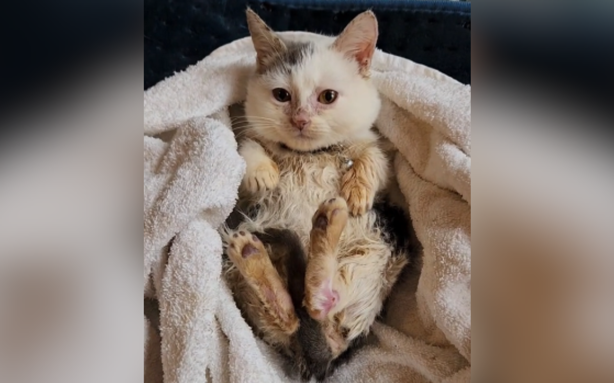 Kitten Rescued in Such a Distressing State She Requires Two Baths a Day