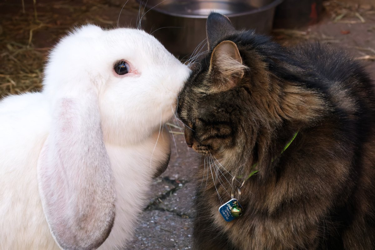 cat eating greens with rabbit goes viral